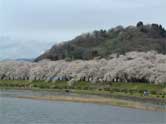 角館町を流れる桧木内川の堤桜
